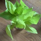 Green Pothos Rooted Cuttings – Epipremnum aureum Live Indoor Vine Houseplant Green Pothos Rooted Cuttings – Epipremnum aureum Live Indoor Vine Houseplant