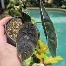Alocasia azlanii – Rare Jewel Alocasia Tropical Aroid Live Plant for Indoor Growing