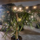 12 Dragon Fruit Cuttings – Hylocereus undatus Pitaya Cactus – 8–10” Long Fresh Cuttings 12 Dragon Fruit Cuttings – Hylocereus undatus Pitaya Cactus – 8–10” Long Fresh Cuttings