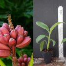 Bordelon Musa Banana Tree – Small Rooted Starter Plant with Purple Foliage for Tropical Gardens Bordelon Musa Banana Tree – Small Rooted Starter Plant with Purple Foliage for Tropical Gardens