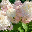 Phantom Hydrangea Paniculata – 6-8 Inch Rooted Cutting Starter Plant for Garden Borders