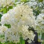 Phantom Hydrangea Paniculata &acirc;�� 6-8 Inch Rooted Cutting Starter Plant for Garden Borders