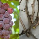Somerset Seedless Grape Cuttings – 6 Hardwood Vines for Rooting, Sweet Red Fruit Plants Somerset Seedless Grape Cuttings – 6 Hardwood Vines for Rooting, Sweet Red Fruit Plants