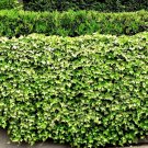 English Ivy Live Plants – 10 Roots for Lawn, Patio, or Fence Cover, Hardy Green Groundcover English Ivy Live Plants – 10 Roots for Lawn, Patio, or Fence Cover, Hardy Green Groundcover