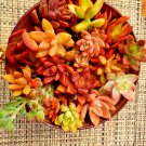 12 Succulent Cuttings – Red Pink Orange Colors Only, 6 Mixed Species Live Plants for Planting 12 Succulent Cuttings – Red Pink Orange Colors Only, 6 Mixed Species Live Plants for Planting