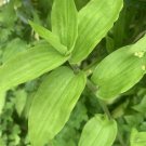 Wandering Jew Lime Plant – 7 Fresh Green Tradescantia Cuttings, Easy to Root Houseplant
