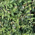 Honeysuckle Plant Cuttings – 5 Unrooted 10–14 Inch Stems, Fragrant Flowering Vine
