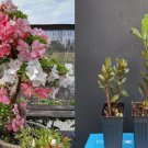 Johga Azalea Rhododendron – Deciduous Starter Plant, Multi-Color Blooms, Live Shrub