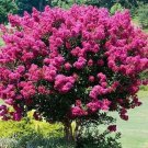 Pink Crape Myrtle Cuttings – 10 Fresh Lagerstroemia indica Clippings for Rooting Pink Crape Myrtle Cuttings – 10 Fresh Lagerstroemia indica Clippings for Rooting