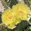 Plains Prickly Pear Cactus Cutting – Opuntia polyacantha, Cold Hardy Live Succulent Plains Prickly Pear Cactus Cutting – Opuntia polyacantha, Cold Hardy Live Succulent