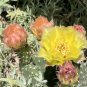 Plains Prickly Pear Cactus Cutting – Opuntia polyacantha, Cold Hardy Live Succulent