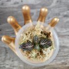 Pink Fittonia Cutting – Terrarium Plant Propagation Cup from Licensed Nursery Pink Fittonia Cutting – Terrarium Plant Propagation Cup from Licensed Nursery
