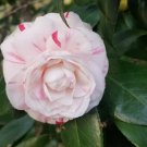 Candy Cane Camellia Cuttings – 8 Fresh Camellia japonica Stems, Variegated Blooms Candy Cane Camellia Cuttings – 8 Fresh Camellia japonica Stems, Variegated Blooms