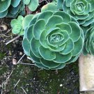 Echeveria Succulent Cutting – Live Unrooted Rosette, Easy to Grow Indoor Plant Echeveria Succulent Cutting – Live Unrooted Rosette, Easy to Grow Indoor Plant