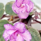 African Violet Glitter Fountain Leaf – 1 Fresh Unrooted Cutting, Standard Trailer Variety African Violet Glitter Fountain Leaf – 1 Fresh Unrooted Cutting, Standard Trailer Variety