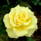 Yellow Texas Rose Cuttings – 3 Unrooted Stems for Rooting or Grafting, Fragrant Flowering Rose