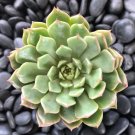 Graptoveria ‘Olivia’ Succulent – 2 Inch Live Plant for Home or Garden Decor Graptoveria ‘Olivia’ Succulent – 2 Inch Live Plant for Home or Garden Decor