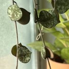 Hoya Curtisii Cutting – 4 Leaf 2 Node Unrooted Wax Plant Speckled Vine for Indoor Growing
