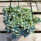 Sedum Clavatum Succulent – 2 Inch Live Plant #A for Home, Office, or Garden Decor Sedum Clavatum Succulent – 2 Inch Live Plant #A for Home, Office, or Garden Decor