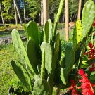 Spineless Prickly Pear Pads – Opuntia cacanapa ‘Ellisiana’ 4 Cactus Pads for Planting