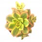 Aeonium ‘Kiwi’ Succulent – 4–6" Cutting Cluster, Tricolor Rosette Plant