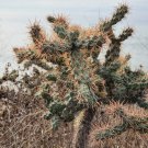 Cylindropuntia Prolifera Cutting – 1 Coastal Cholla Cactus Pup from Los Angeles CA Cylindropuntia Prolifera Cutting – 1 Coastal Cholla Cactus Pup from Los Angeles CA
