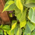 Philodendron Cordatum Cuttings โ 15 Heartleaf Philodendron Vines for Rooting Philodendron Cordatum Cuttings โ 15 Heartleaf Philodendron Vines for Rooting