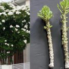 Plumeria Pudica Cuttings – 2 Fresh 4–6" Bridal Bouquet Tree for Fence & Privacy Plumeria Pudica Cuttings – 2 Fresh 4–6" Bridal Bouquet Tree for Fence & Privacy