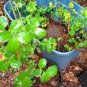Crepe Myrtle Tree – 12–24" Live Bare Root White Flowering Lagerstroemia indica