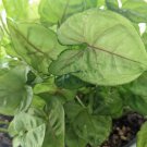 Syngonium Berry Allusion – 5 Fresh Cuttings Arrowhead Vine Indoor Houseplant Syngonium Berry Allusion – 5 Fresh Cuttings Arrowhead Vine Indoor Houseplant