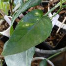 Epipremnum Pinnatum ‘Yellow Flame’ – Unrooted Cutting, Variegated Pothos Vine Epipremnum Pinnatum ‘Yellow Flame’ – Unrooted Cutting, Variegated Pothos Vine