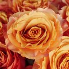 Carefree Wonder Rose Cuttings β 3 Unrooted Shrub Rose Cuttings for Rooting or Grafting Carefree Wonder Rose Cuttings β 3 Unrooted Shrub Rose Cuttings for Rooting or Grafting