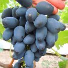 Rada Grape Vine Cuttings – 2 Fresh Vitis vinifera Cuttings, No Roots, Easy to Propagate Rada Grape Vine Cuttings – 2 Fresh Vitis vinifera Cuttings, No Roots, Easy to Propagate