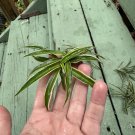 Reverse Variegated Spider Plant – 10 Cuttings, Chlorophytum Indoor Houseplant Starts Reverse Variegated Spider Plant – 10 Cuttings, Chlorophytum Indoor Houseplant Starts