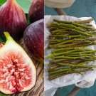 Hardy Chicago Fig Tree Cuttings – 12 Organic Branch Pieces for Propagation Hardy Chicago Fig Tree Cuttings – 12 Organic Branch Pieces for Propagation