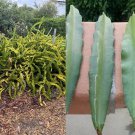 Red Dragon Fruit Cuttings – 4 Fresh 10-Inch Pitaya Cactus Plant Starts for Planting Red Dragon Fruit Cuttings – 4 Fresh 10-Inch Pitaya Cactus Plant Starts for Planting