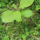 6 Sassafras Tree Bare Roots with Feeder – Organic Young Trees Ready to Plant 5–11 Inches