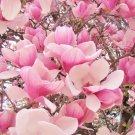 2 Saucer Magnolia Plants β Rooted 8β12β Cuttings, Dormant No Leaves in Winter 2 Saucer Magnolia Plants β Rooted 8β12β Cuttings, Dormant No Leaves in Winter