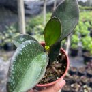 Peperomia Ginny Live Plant – Colorful Tricolor Houseplant Easy Care Indoor Foliage