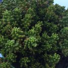 Hardy Christmas Jelly Bean Plant Cuttings – 10 Piece Sedum Succulent Propagation Set
