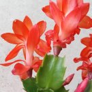 Rooted Thanksgiving Cactus Plants – 5 Schlumbergera Zygocactus Variety Mix Cuttings Rooted Thanksgiving Cactus Plants – 5 Schlumbergera Zygocactus Variety Mix Cuttings
