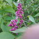 Purple Lilac Bush Bare Roots – 25 Syringa Plants for Spring Planting with Instructions Purple Lilac Bush Bare Roots – 25 Syringa Plants for Spring Planting with Instructions