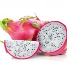 Vietnamese White Dragon Fruit – 4 Cuttings Hylocereus undatus Self-Pollinating