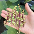 Rainbow Bush (Portulacaria afra Variegated) – 3 Succulent Cuttings