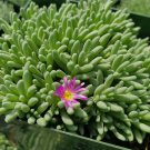 Delosperma sphalmanthoides – Live Succulent Ice Plant in 4" Pot