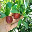 Autumn Beauty Jujube – 2 Scionwood Cuttings, 8" Grafting Scions