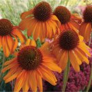Bright Orange Coneflower 50 Seeds Flower Bright Orange Coneflower 50 Seeds Flower