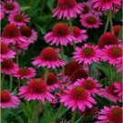 Delicious Candy Coneflower 50 Seeds Echinacea Perennial Flower Delicious Candy Coneflower 50 Seeds Echinacea Perennial Flower