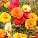 High Germination Rate 10000 Seeds Sunflower Double Leaf Mixed Color Rose Moss