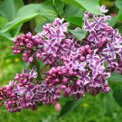 100 Purple Lilac Seeds For Planting Colors Extremely Fragrant Flowers 100 Purple Lilac Seeds For Planting Colors Extremely Fragrant Flowers